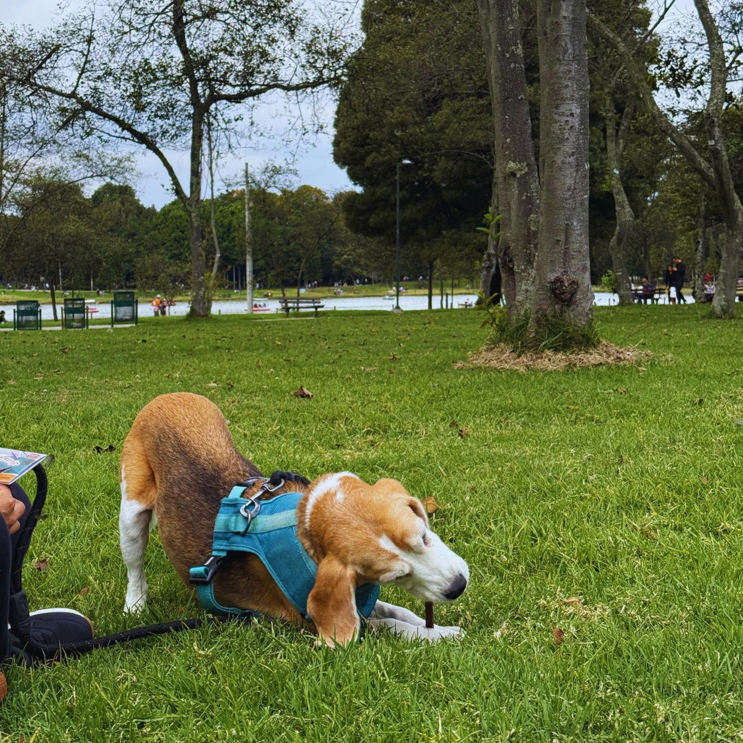 Palitos de esófago (Gullet) Doy Pack x20 unidades de 6"