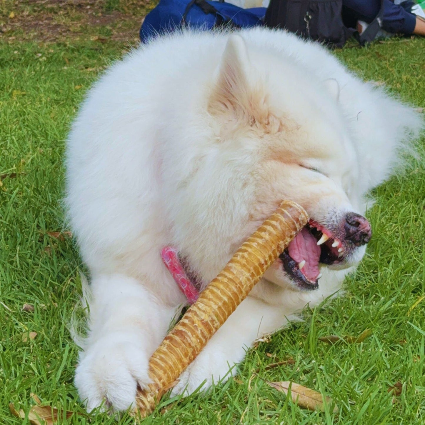 Windpi 12" (Tráquea de res) x1 unidad