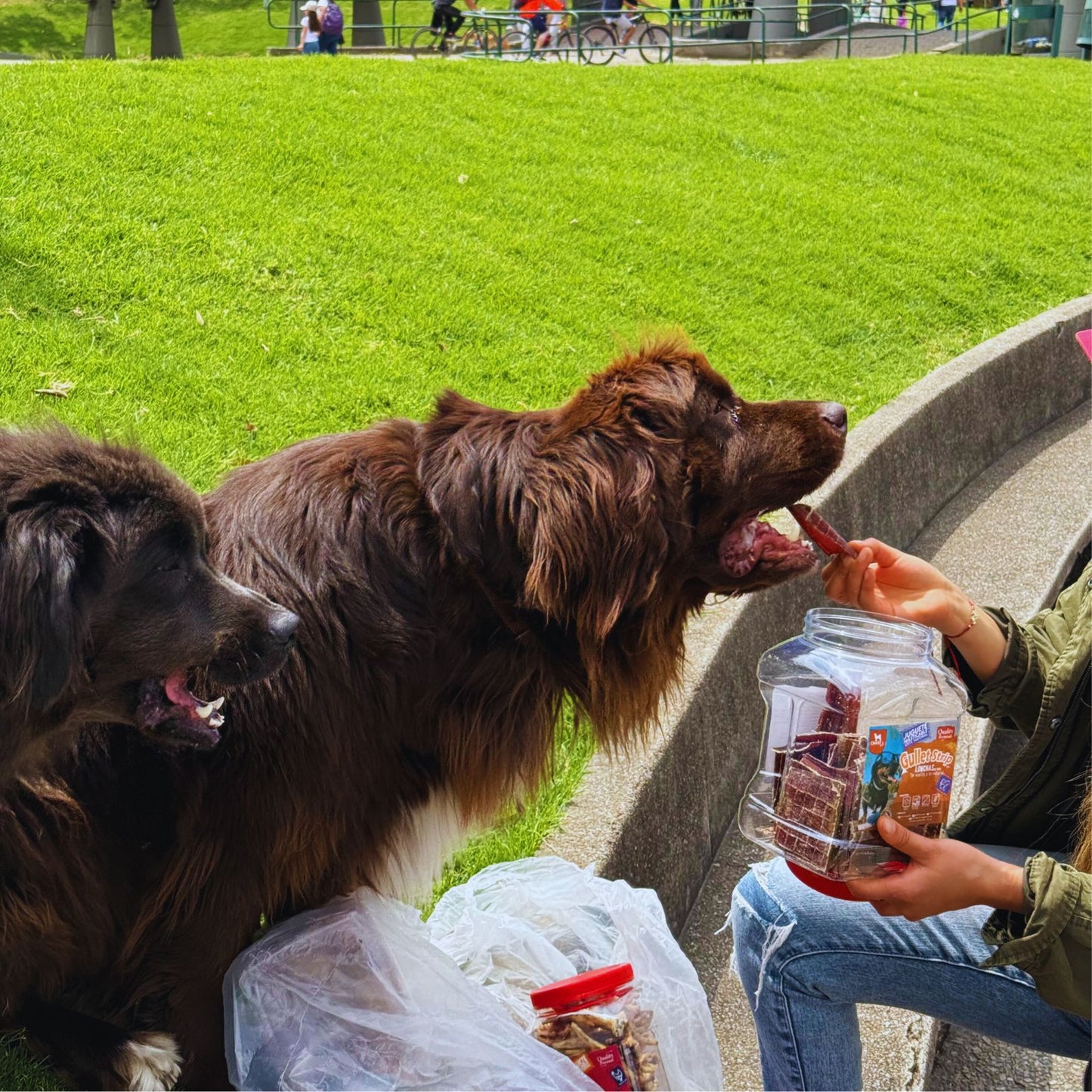 Esófago de res Combo Bombona Gullet Lonchas x50u + Recargable x50u