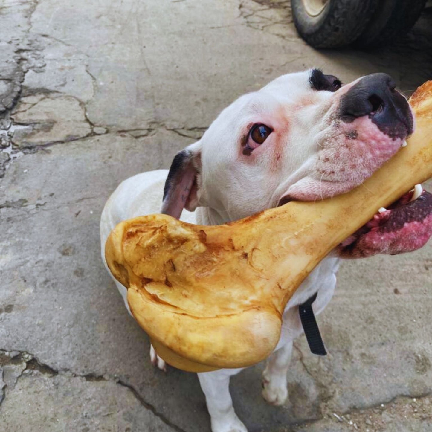 Mr Bone (Hueso de res Calambombo)