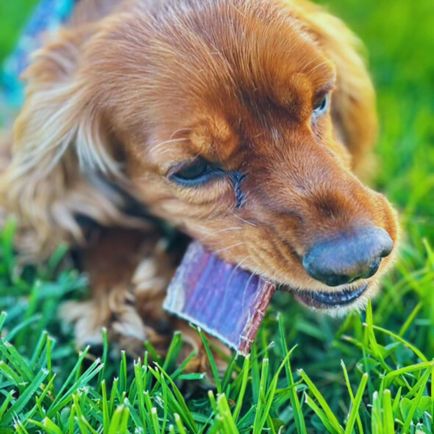 Esófago de res Recargable Lonchas x50 unidades