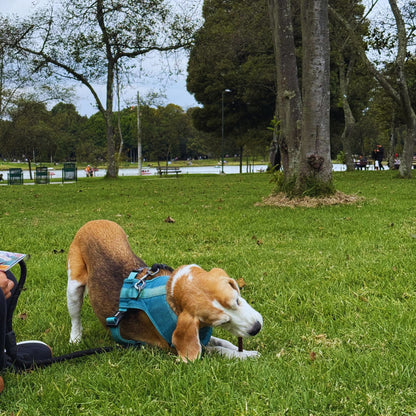 Palitos de esófago (Gullet) Doy Pack x20 unidades de 6"