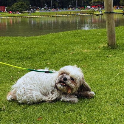 Patas de pollo (Chicken Paws) x 15 unidades