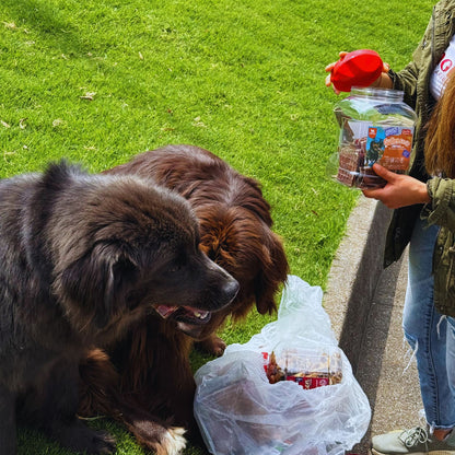 Esófago de res Combo Bombona Gullet Lonchas x50u + Recargable x50u