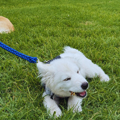 Patas de Pollo Deshidratadas x 50 | Limpieza Dental Para Perros