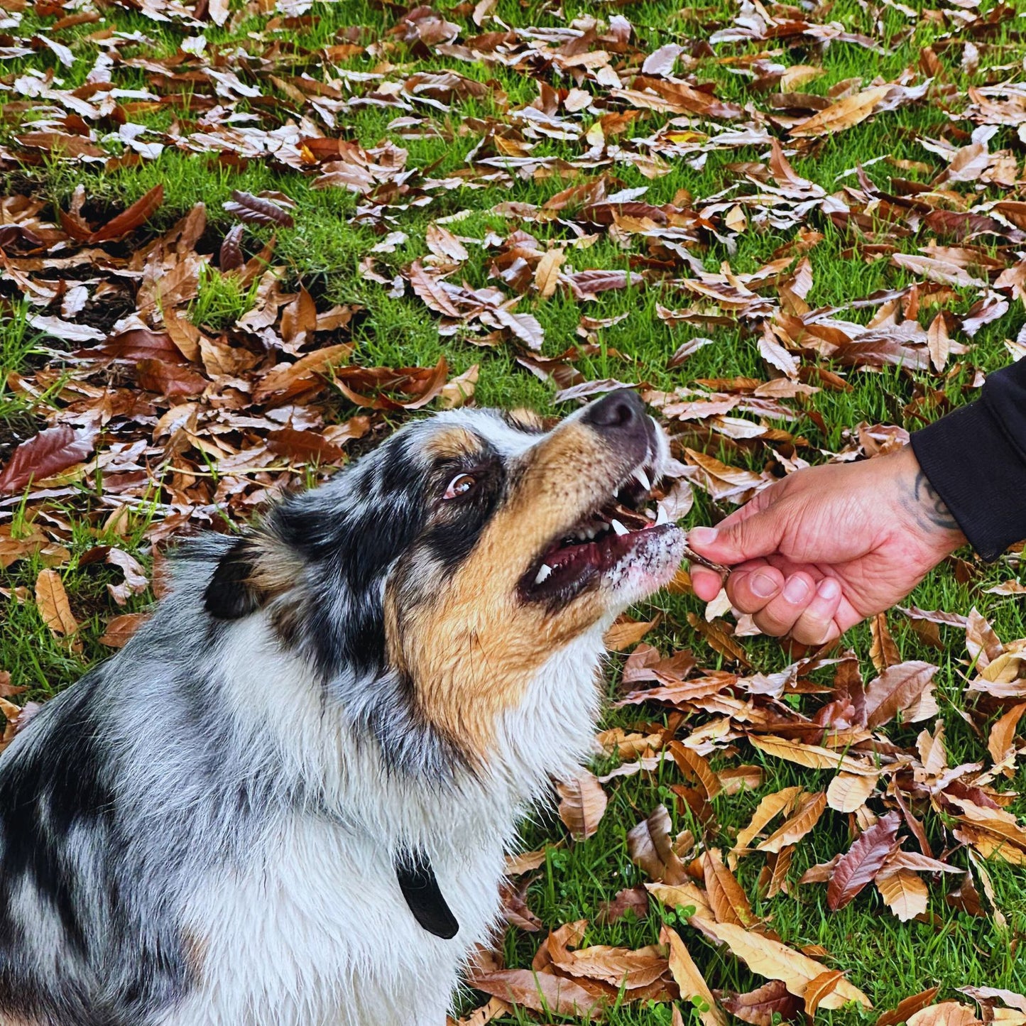 Palitos de esófago (Gullet) Doy Pack x20 unidades de 6"