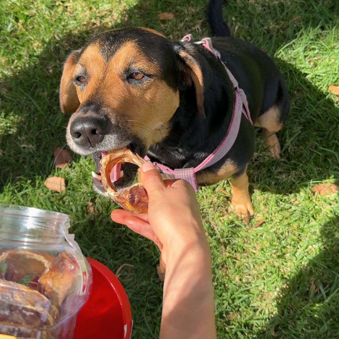 Cartílago (Rings) Naturales Bombona x30 unidades