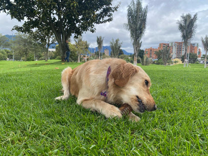 Tráquea de res Bombona (Windpi) x20 unidades 3"