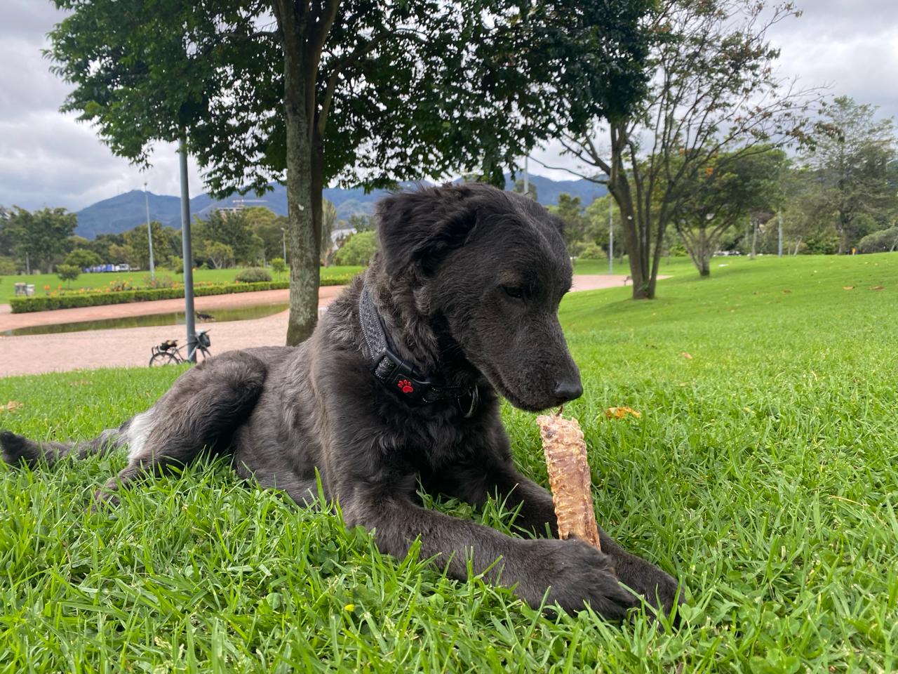 Windpi 12" (Tráquea de res) x1 unidad