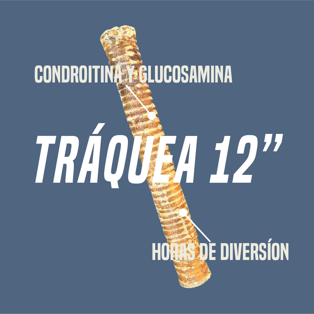 Windpi 12" (Tráquea de res) x1 unidad